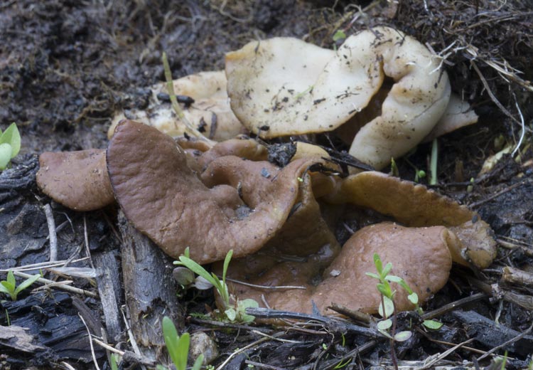 Gyromitra olympiana